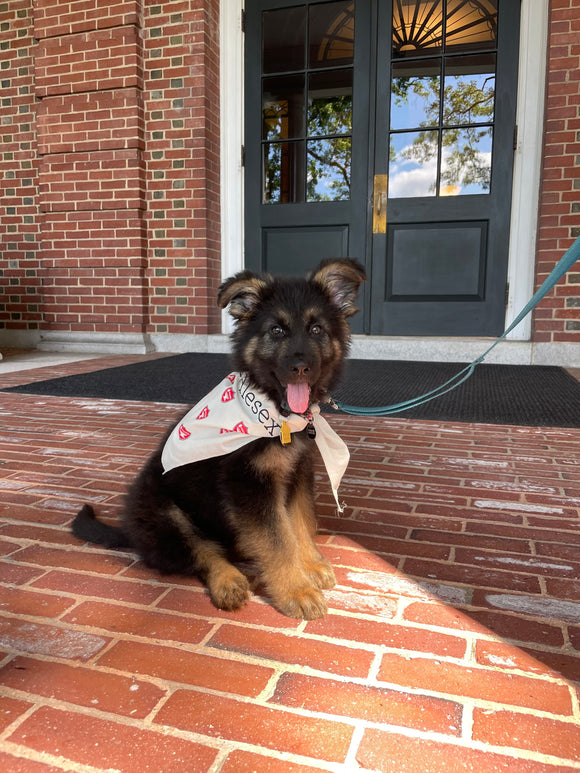 Dog Triangle Bandana